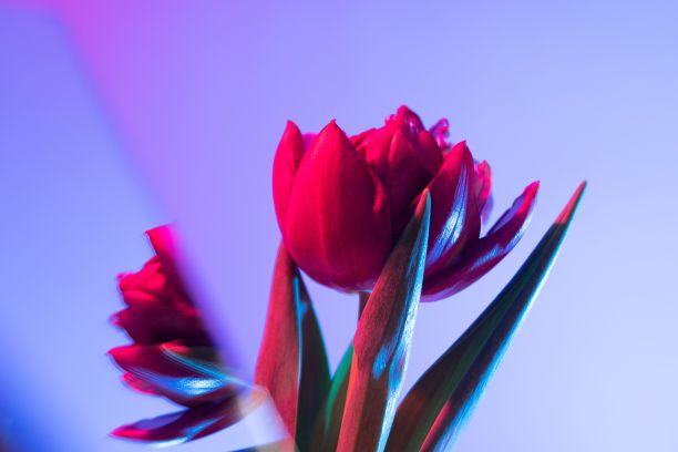 红色大气会议背景