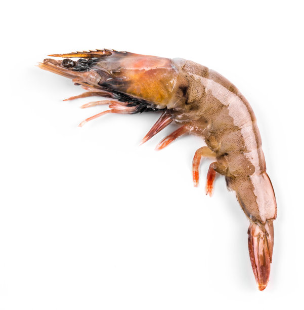 shrimps