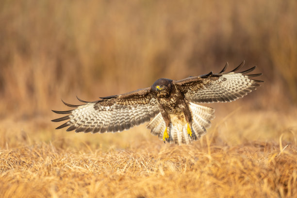 buzzard
