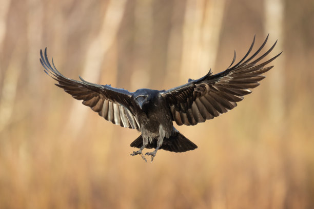 raven