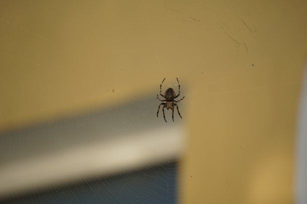 araneae