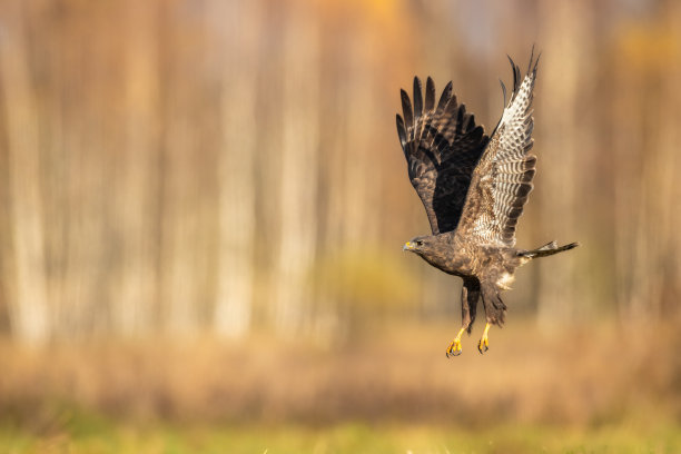 buzzard