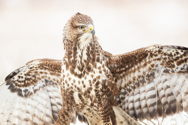 buzzard