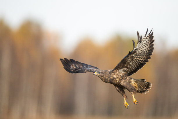 buzzard