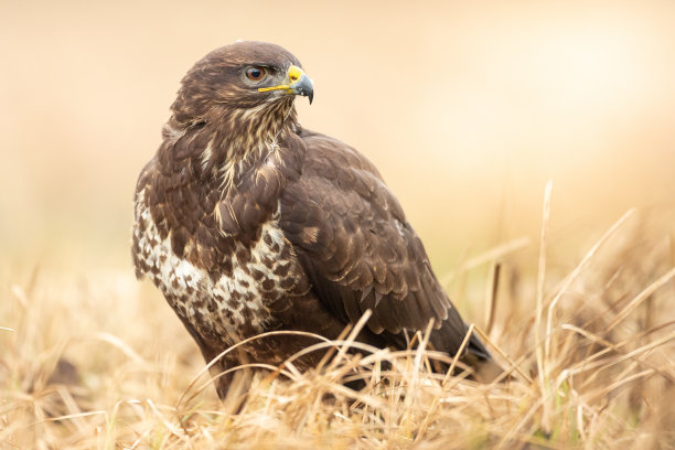 buzzard