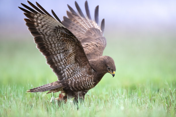 buzzard