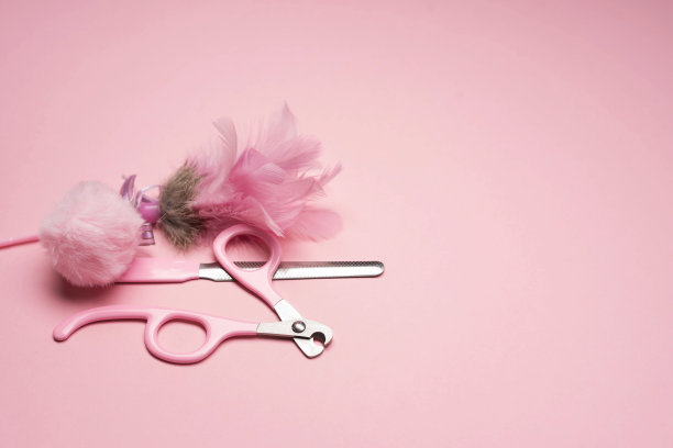 宠物猫宠物狗宠物店