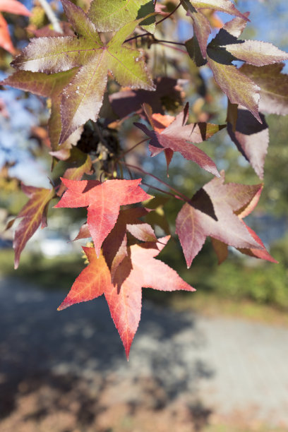 maple