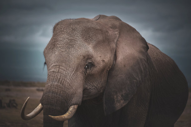pachyderm