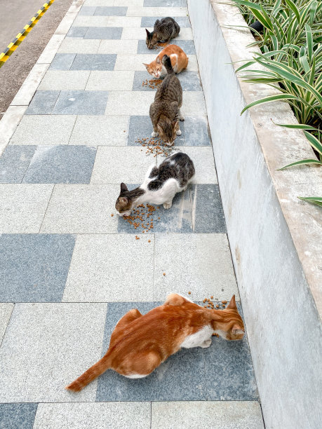 stray