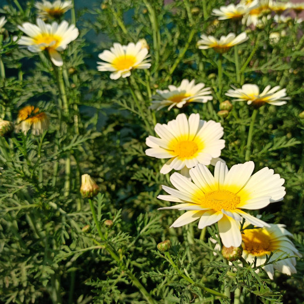 marguerite