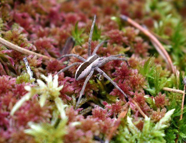 araneae