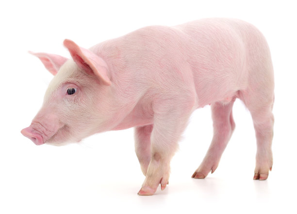 pig