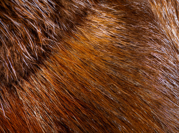 hairs