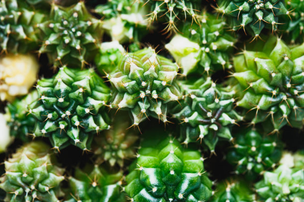 gymnocalycium