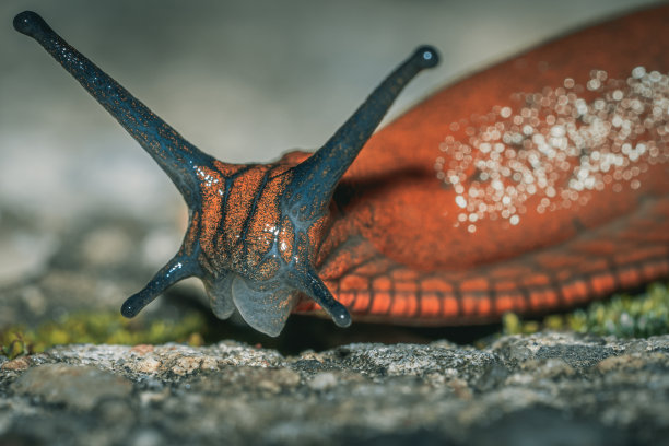 gastropod