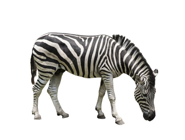 zebra