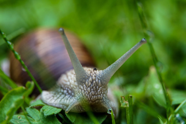 gastropod