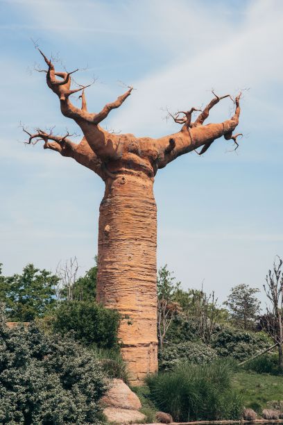 baobab