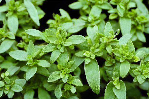 oregano