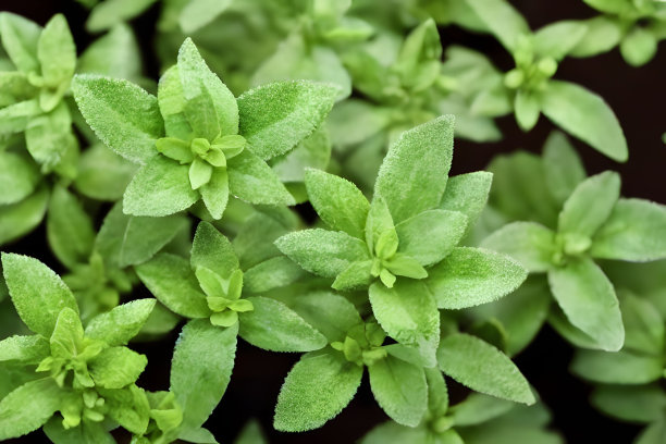 oregano