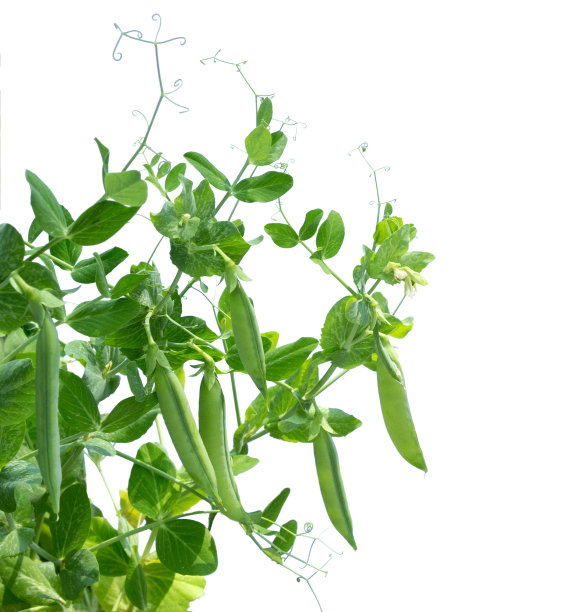 lathyrus