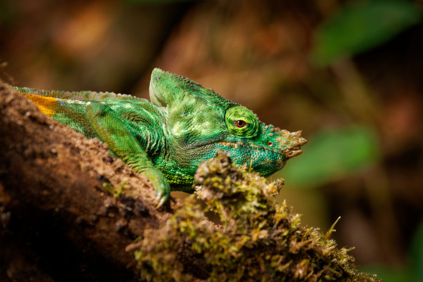 chamaeleon