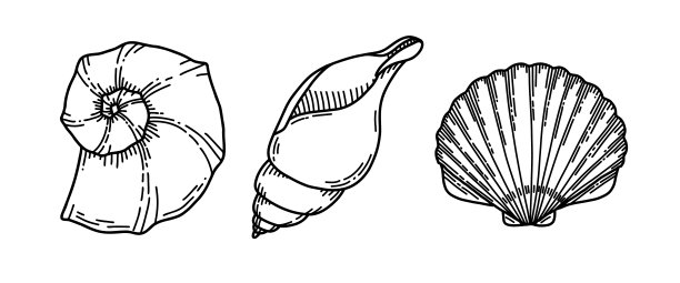 conch