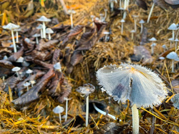 agaric