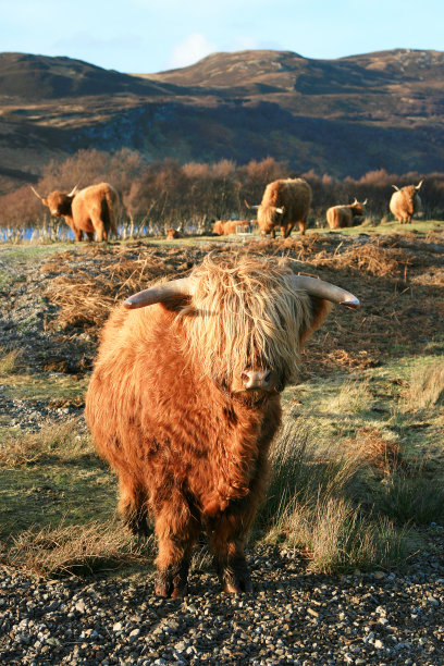 scotland