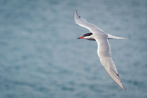 小tern