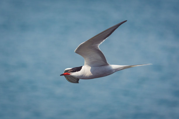 小tern