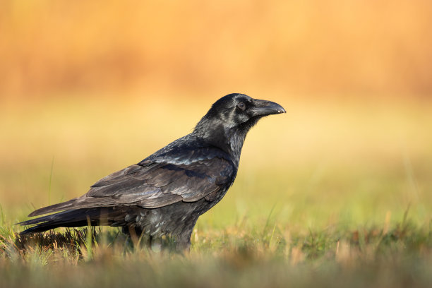 raven