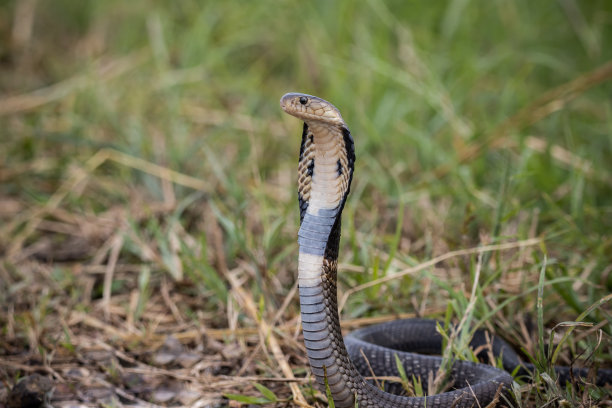 cobra