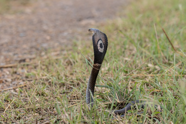 cobra
