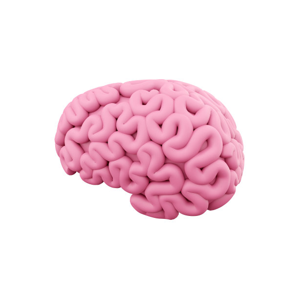 cerebrum