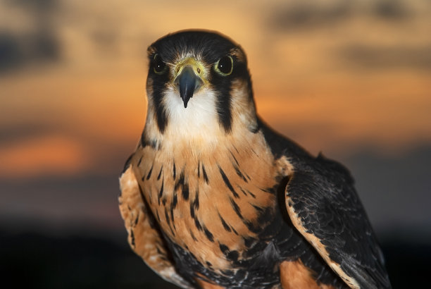 falcon