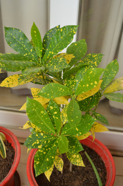 codiaeum