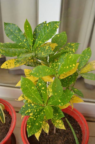 codiaeum