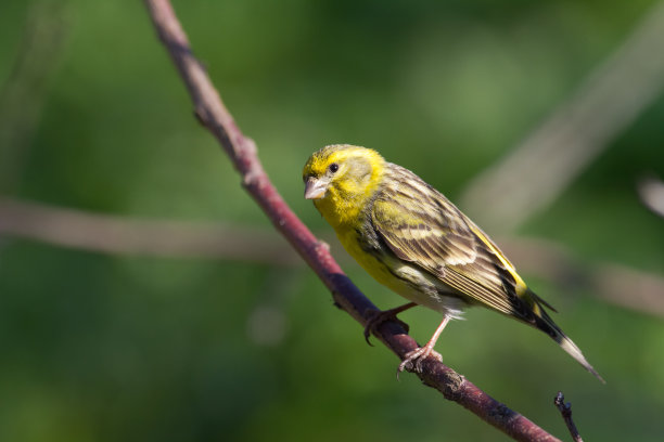canary