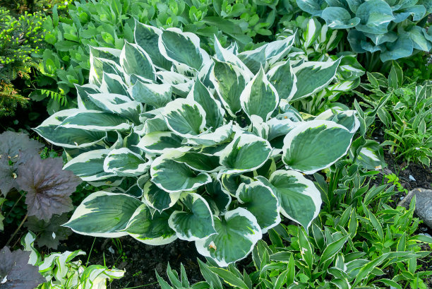 hosta