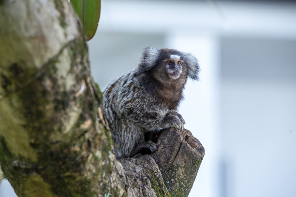 marmoset
