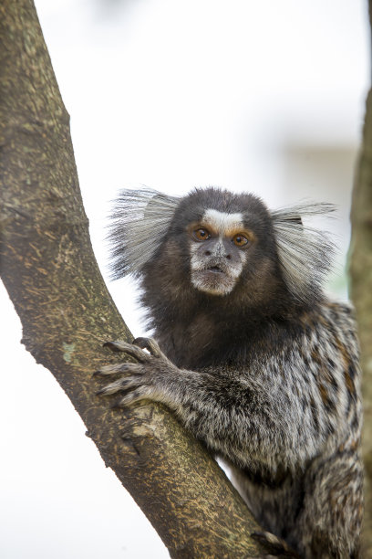 marmoset