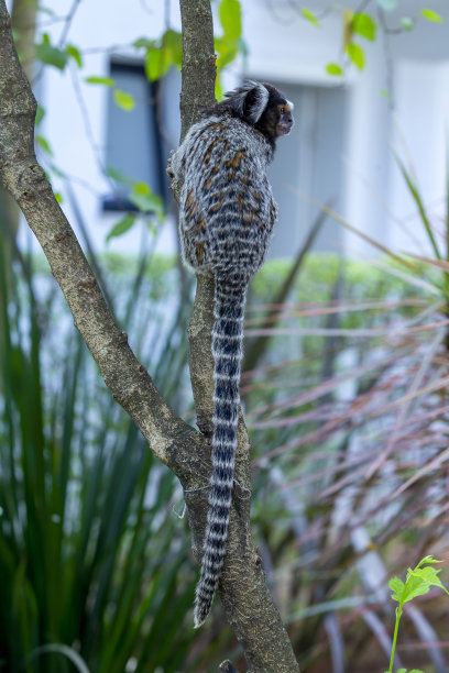marmoset