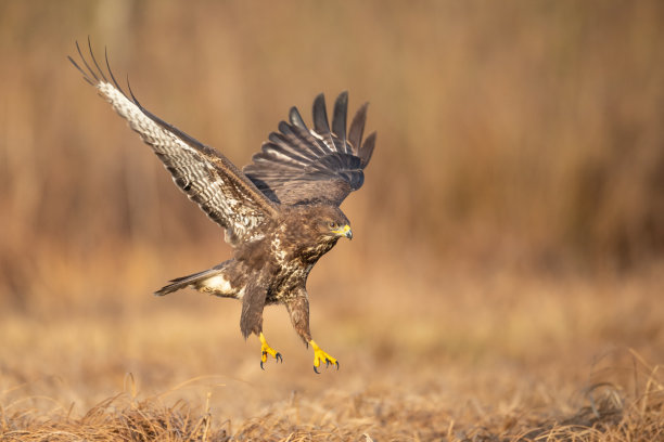 buzzard