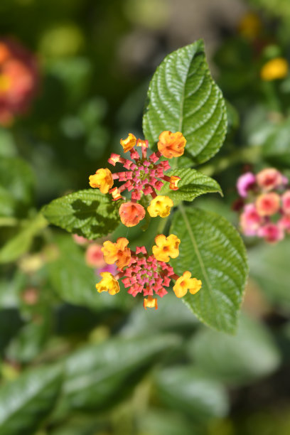 lantana