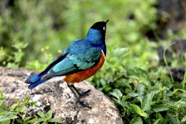 ornithology