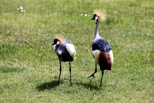 ngorongoro
