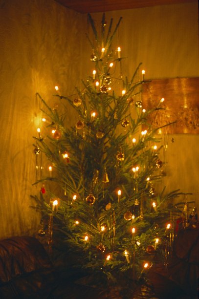 圣诞装饰,圣诞树,杉树
