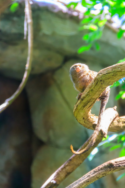 marmoset